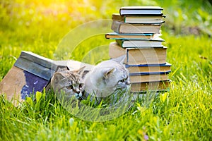 Two cats on the grass near the stack of books