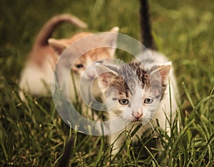 Two cats in the grass, one is walking