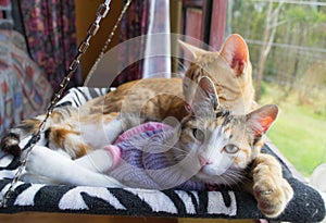 Two cats in the hammock photo