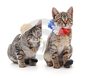 Two cats in hat and flowers.