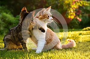 Two cats playing in the garden in summer