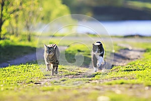 Two cats having fun running through Sunny green meadow race