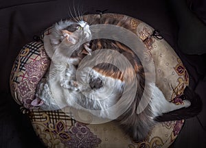 Two cats hugging lie on their sofa