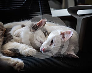 Two cats hugging sleeping in a computer chair