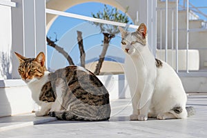 Two cats on the island of Santorini. Fira, Greece