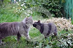 Two cats is kissing