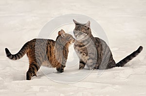Two cats kissing on the snow