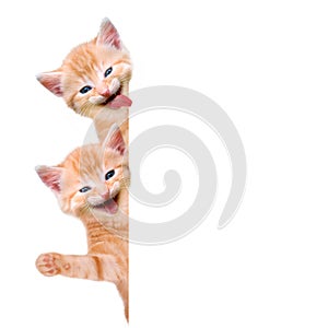 Two cats, laughing and waving