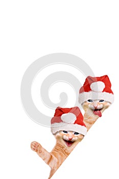 Two cats, laughing and waving with christmas hat