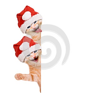 Two cats, laughing and waving with christmas hat