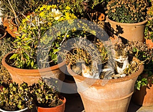 Two cats laying in the flower pot
