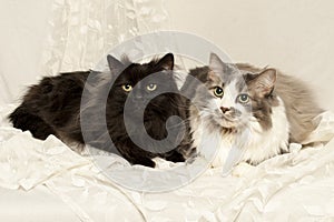Two cats laying on a muted back drop