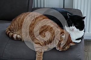 two cats laying on top of each other in front of a radiator