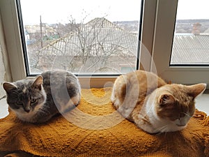 Two cats lie on a windowsill with a warm blanket