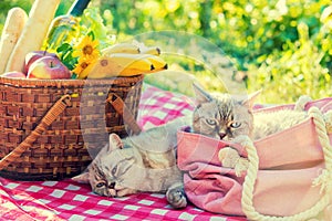 Two cats lies on a blanket near a picnic basket