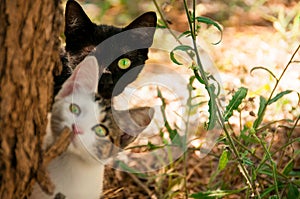 Two cats look out from behind a tree