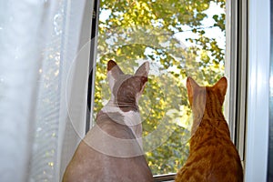 Two cats look out the window