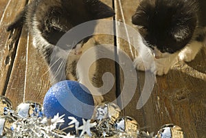 Two cats looking at Christmas decorations