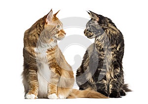Two cats looking each other, ialosted on white
