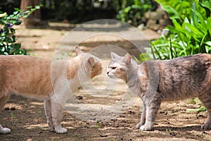 Two cats looking at each other in nature garden outdoor background