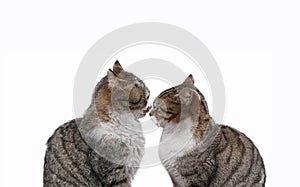 Two cats in love isolated on white background