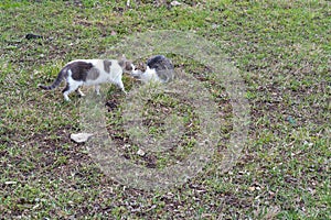 Two cats in love in the park on the grass