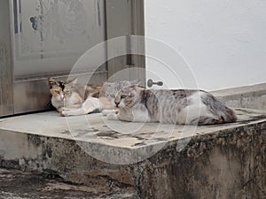 Two cats lying down in an alley