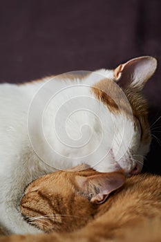 Two cats lying together, one licking the face of other