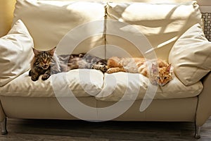 Two cats lying on white sofa at home i
