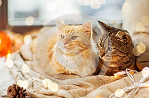 Two cats lying on window sill with blanket at home