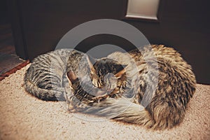 Two cats mother and daughter sleeping in an embrace