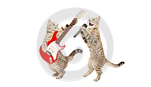 Two cats musician