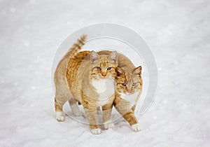 Two cats nestled to each other outdoor in snowy background