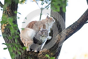 Two cats outdoors on a tree