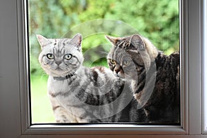 Two cats outside the window