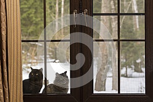 Two cats outside the window in winter, watching people from the street