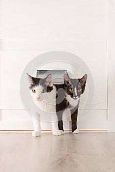 Two cats passing through the cat door