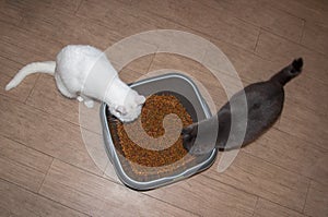 two cats pets black and white eating whiskas