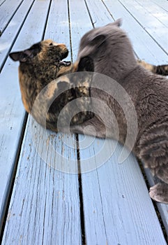 Two cats play fighting outside