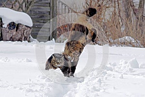 Two cats play, jump and jump together in the snow