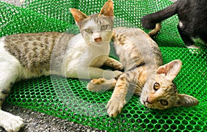 Two cats play on the net.