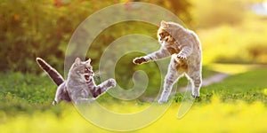 two cats play on a sunny green lawn bouncing high and releasing claws