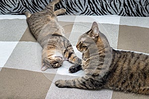 Two cats play together on the bed