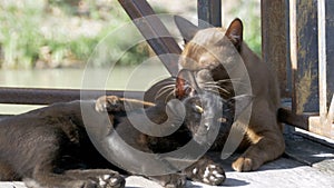 Two Cats are Played with each other Lying on a Wooden Pier in the Floating Pattaya Market. Thailand