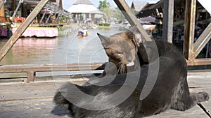 Two Cats are Played with each other Lying on a Wooden Pier in the Floating Pattaya Market. Thailand