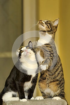 Two cats playing