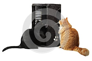 Two cats playing with cat scratcher