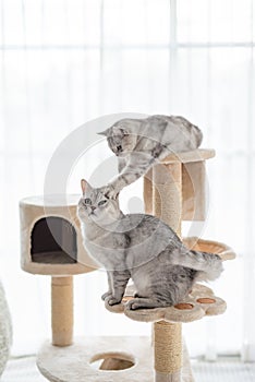 Two cats playing on cat tower