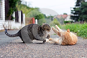 Two cats playing game