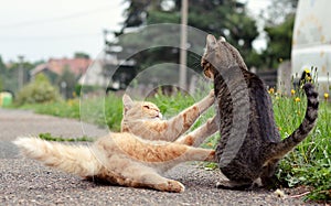 Two cats playing game